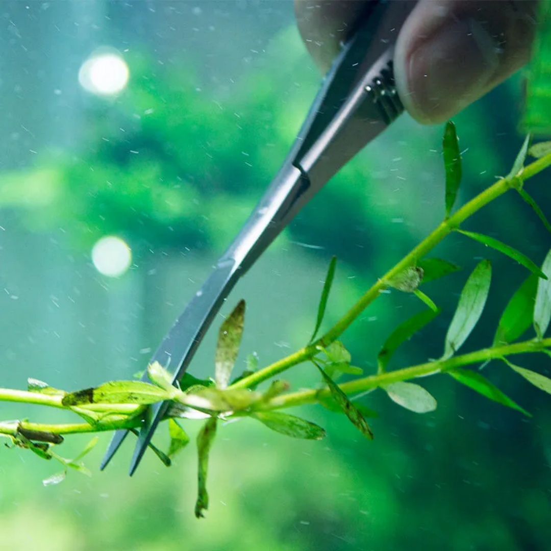 Gunting Pegas Lurus Melengkung - Planted Aquarium Tool Kit ulasan dan harga